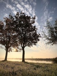 Tree on field against sky during sunset