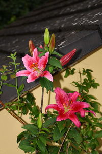 Close-up of pink flowering plant