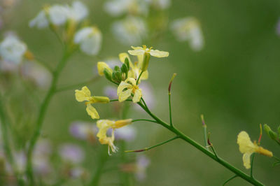 Close-up of yellow flowering plant