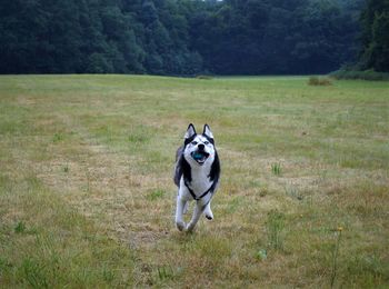 Dog running on field