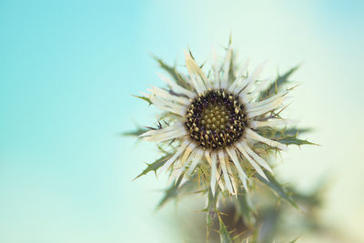 Close-up of white dandelion flower