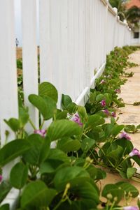 Plant growing on a wall