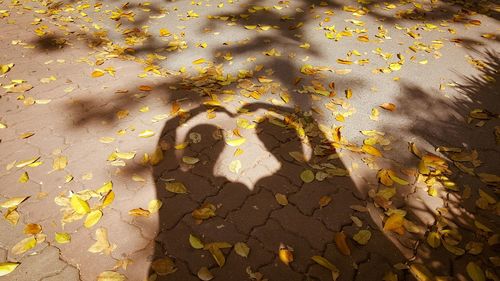 Close-up of person shadow