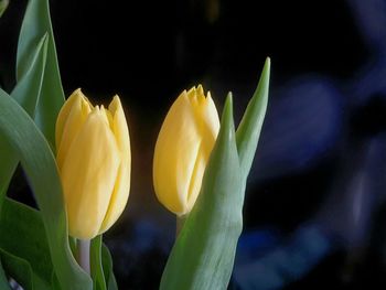 Close-up of yellow flowers