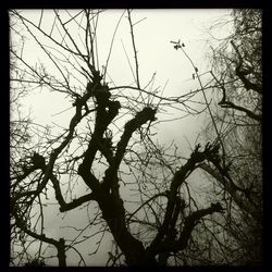 Low angle view of bare trees against sky at sunset