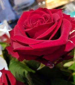 Close-up of red rose blooming outdoors