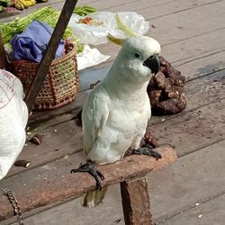 High angle view of parrot perching on wood