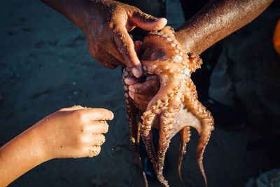 High angle view of hands holding octopus