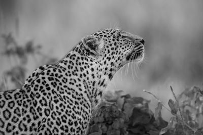 Mono close-up of leopard sitting looking up
