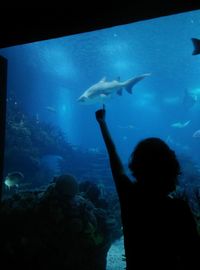 Rear view of silhouette man swimming in aquarium