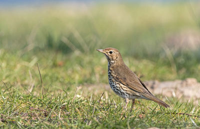 Bird perching on grass