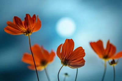 Close-up of flowers blooming outdoors