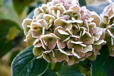 Close-up of flowering plant