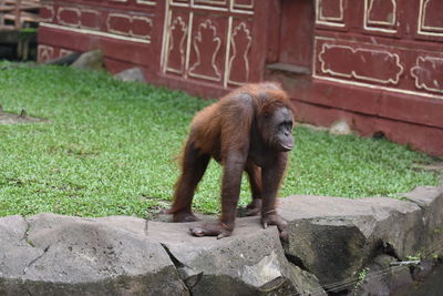 Monkey in a zoo
