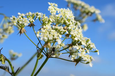 Low angle view of flowers on branch