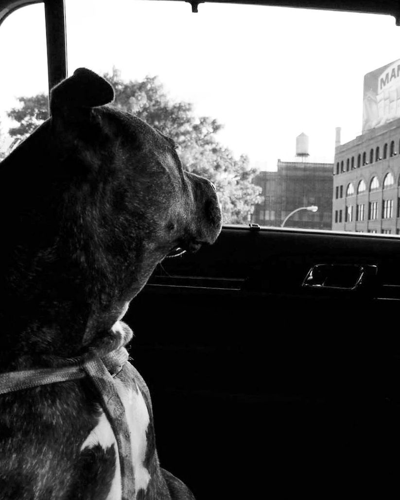 My Bff❤ Road Tripping Black & White City NYC LIFE ♥ Pet Portraits EyeEmNewHere