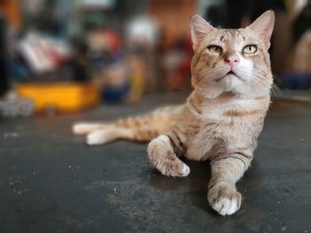 Cat resting in a city