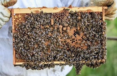 Cropped hand holding bee