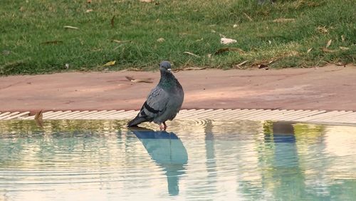 Bird perching on lake