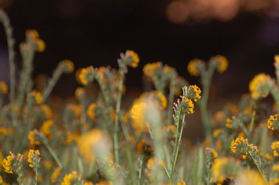 Close-up of yellow flowering plants on field