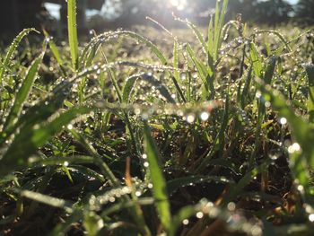 Close-up of water drops on grass