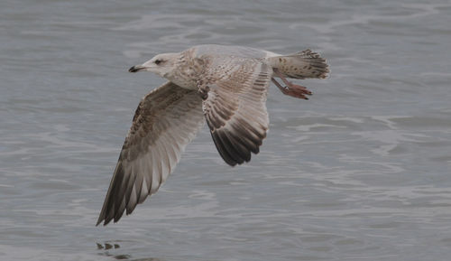 View of seagull flying