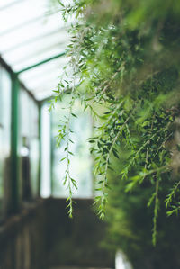 Close-up of plant growing on tree