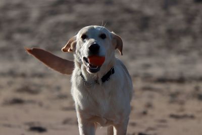 Close-up portrait of dog