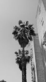 Low angle view of palm tree against clear sky