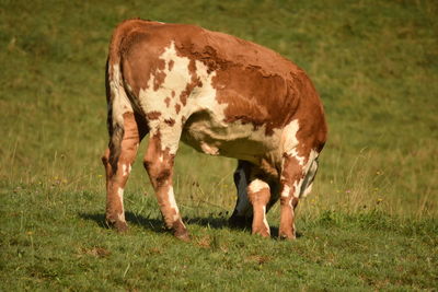 animal