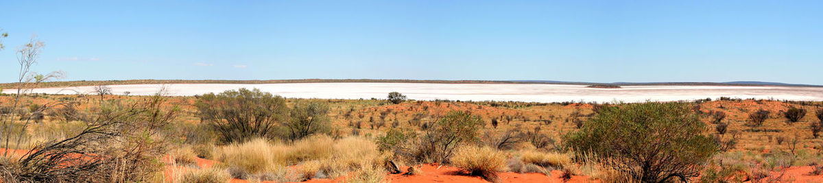 Scenic view of field against clear blue sky