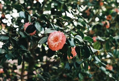 Close-up of rose plant