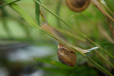 Close-up of lizard on plant