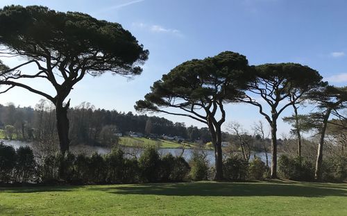 Trees against sky