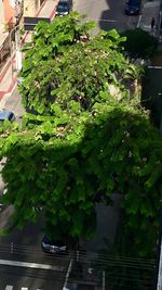 High angle view of plants