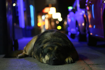 Close-up of dog lying down on illuminated floor