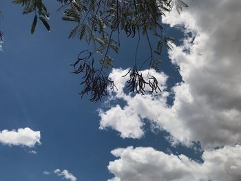 Low angle view of tree against sky