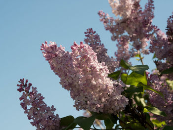 Low angle view of pink flowering plant against clear sky