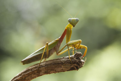 Hierodula venosa spesies mantis from borneo forest