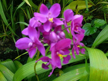 Close-up of pink flowers