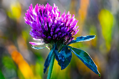 Close-up of purple flowering plant