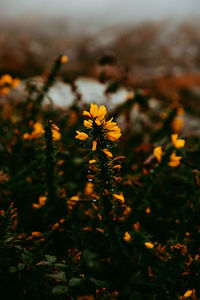 Close-up of yellow flowering plant on field