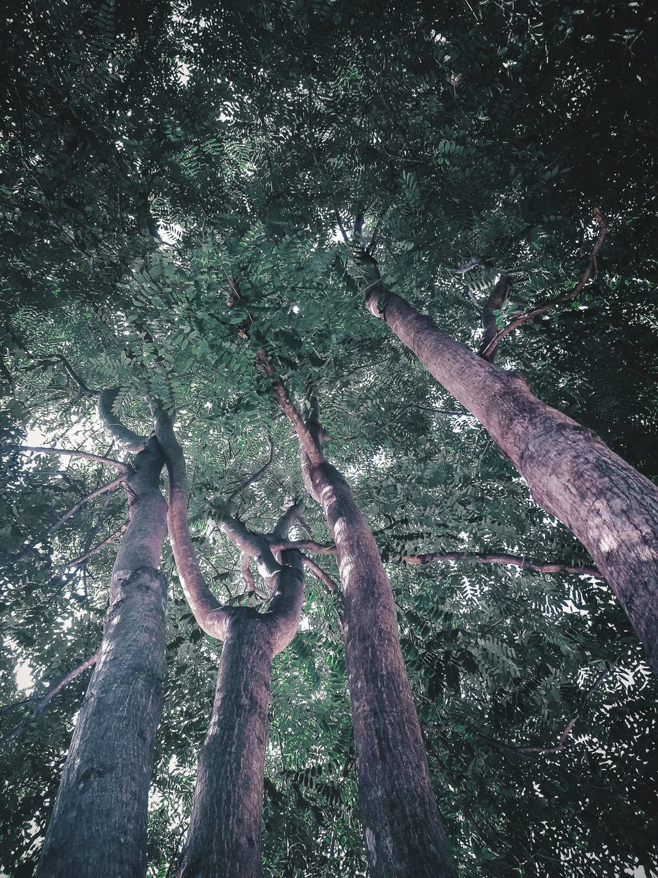 FULL FRAME SHOT OF TREE TRUNK