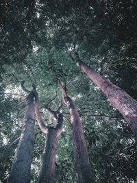 Full frame shot of tree trunk in forest