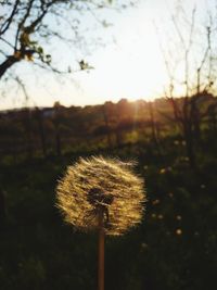 Close-up of dandelion on field against sky during sunset