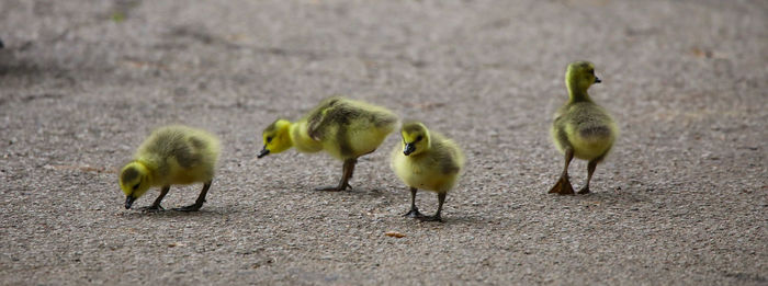 Ducks in a field