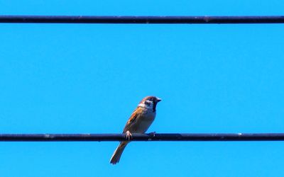 Low angle view of bird perching on metal against blue sky