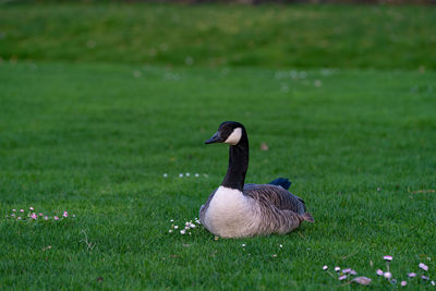 Bird in a field