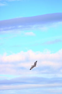 Bird flying against sky