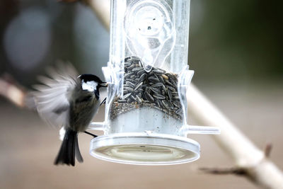 Close-up of bird hovering by bird feeder